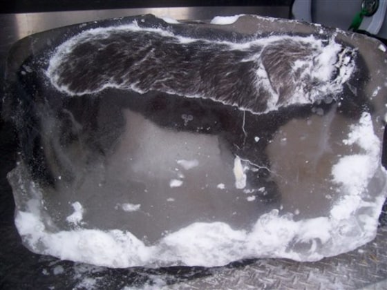 The British Columbia SPCA launches a cruelty investigation after a Dawson Creek resident found the body of a dead dog encased in a block of ice left on his front lawn. The homeowner made the discovery Jan. 15, but Marcie Moriarty, a spokeswoman for the SPCA's cruelty investigations. said the resident doesn't know the dog or any reason why the ice block would be left on his property. Investigators are also trying to determine the cause of death.